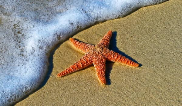 key west beach starfish